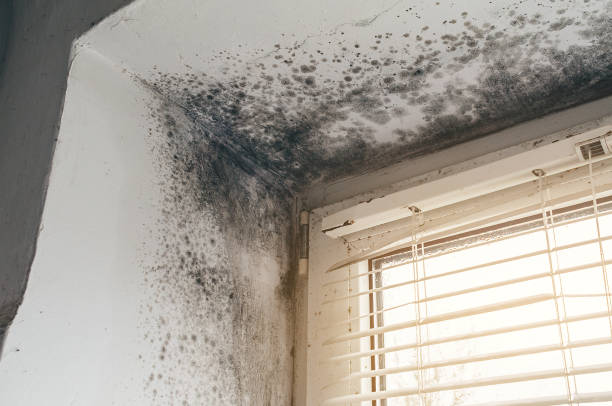 Affordable Mold Cleanup solutions in Pomeroy, PA